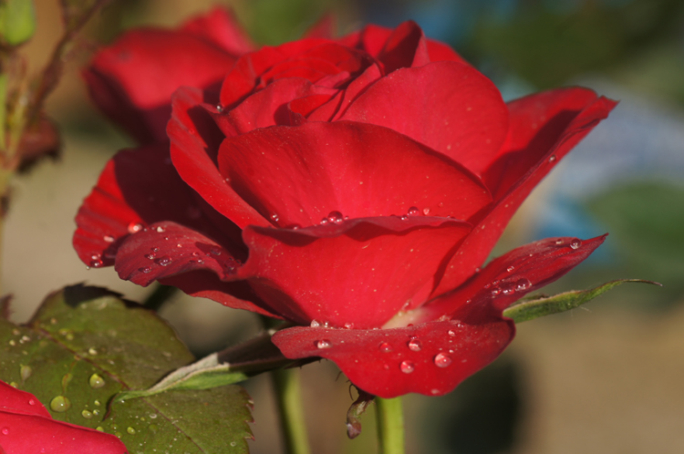 Rose e fiori roberto paganelli quintozoom.com Rose e fiori