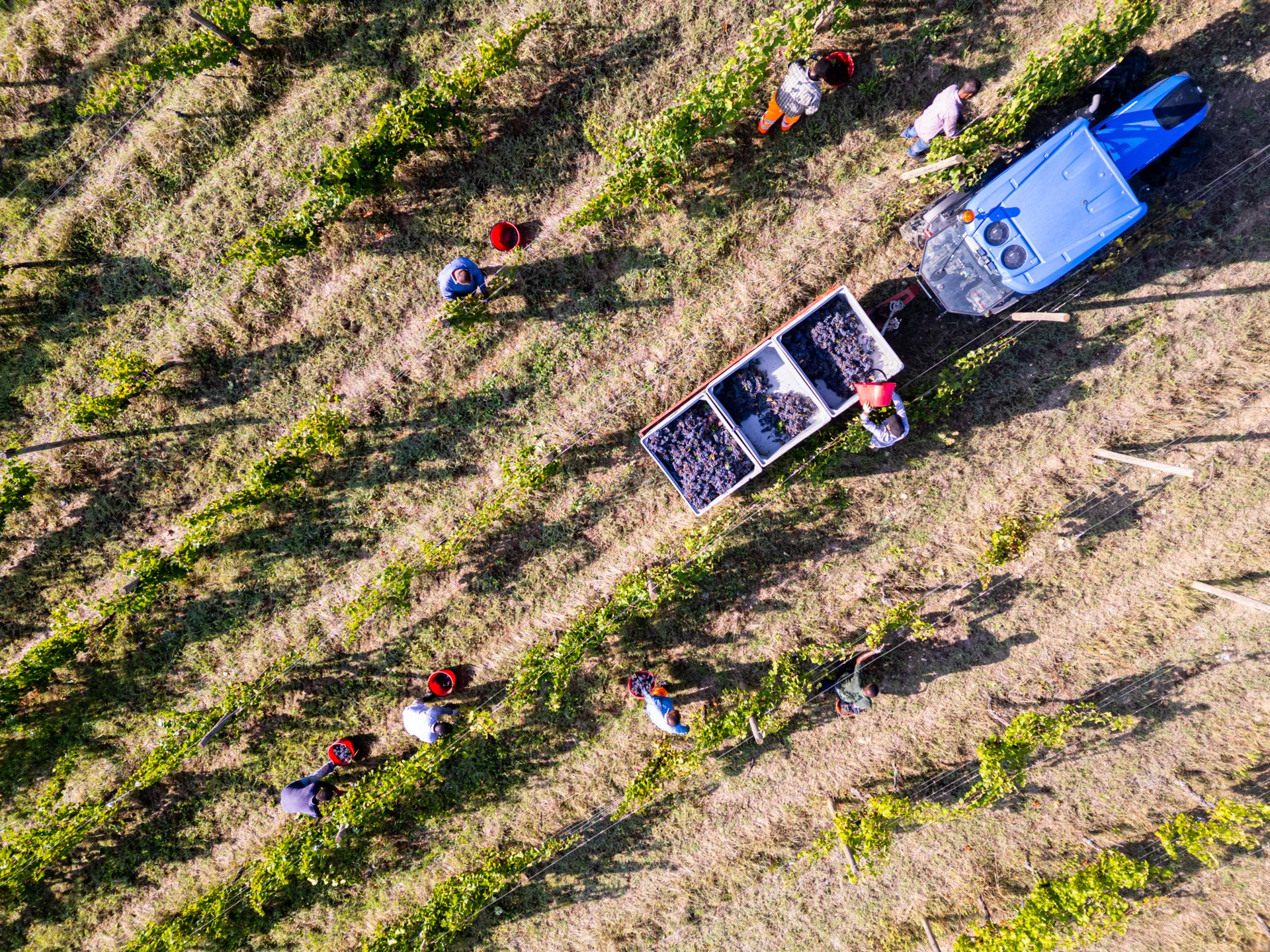 26 La vendemmia nona class
CSF PRATO MARCO PARENTINI
Immagine panoramica. Dallalto siamo in grado di osservare con dovizia di particolari.
Uninquadratura che racconta la dinamica del lavoro. La scelta del punto di vista che segue la traiettoria dello sg