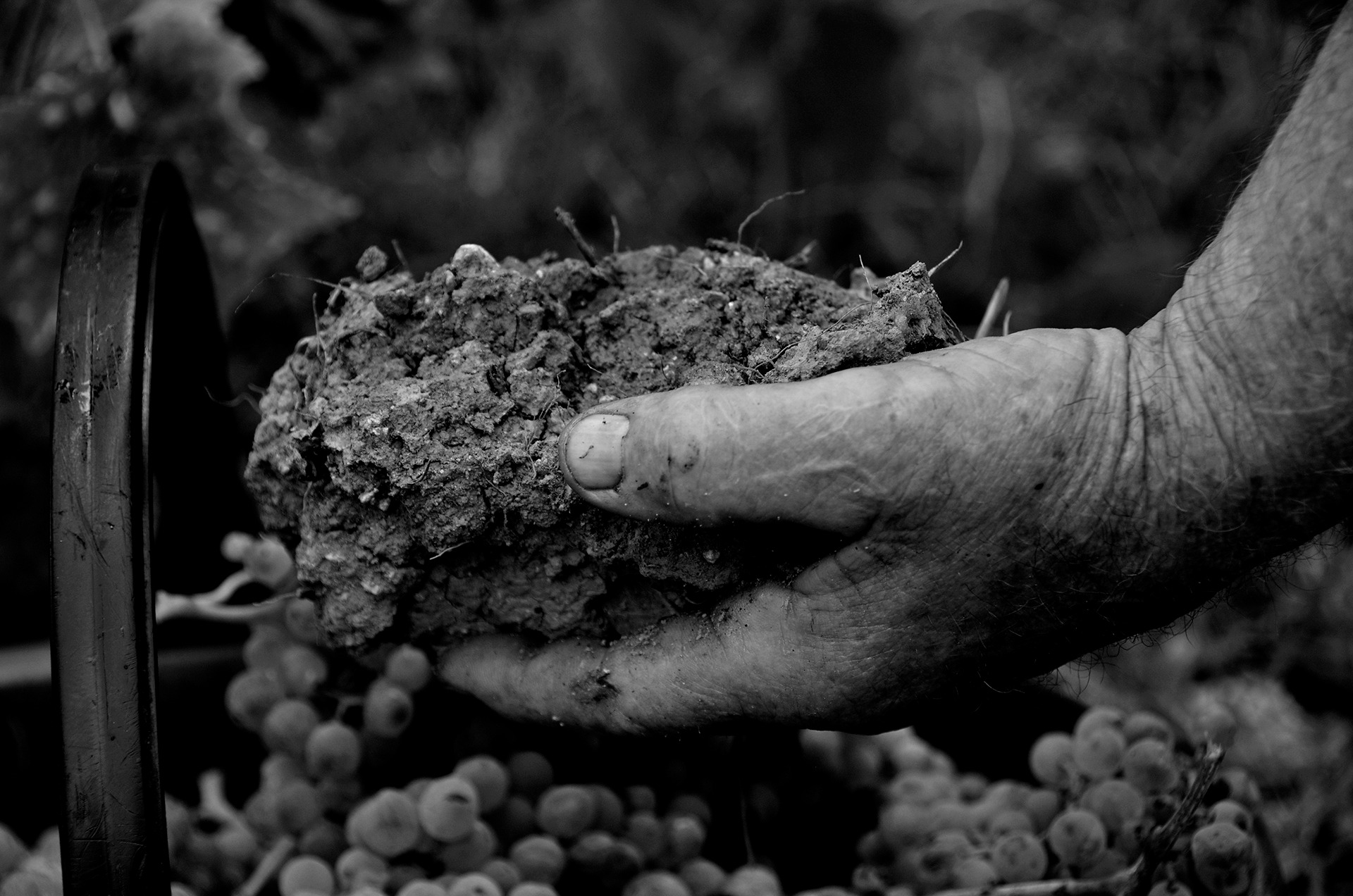 12 Terra fertile settima class
IDEAVISIVA MARCELLO SCAPECCHI
Un gesto, una mano che tiene in pugno e mostra la protagonista del miracolo della vita. La terra come dono da custodire e curare. Terra da amare. Luomo  lindispensabile strumento perch la vi