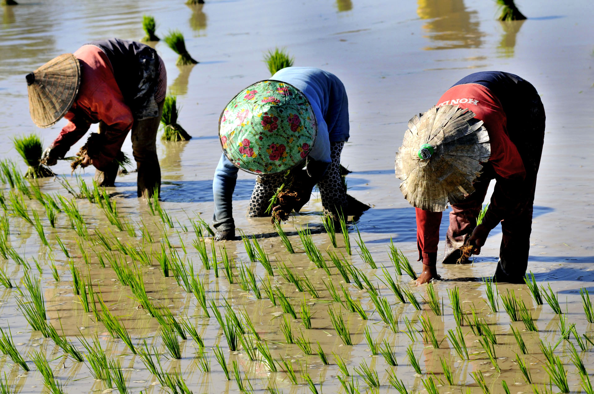 24 Duro lavoro nella risaia quinta class
IMAGO CLUB BRUNERO LUCARINI
Torniamo in un luogo lontano dallItalia.
Grazie allinquadratura, attenta ed armonica nelle linee e nei toni, lautore ci propone il lavoro di tre donne intente a coltivare il riso. Con