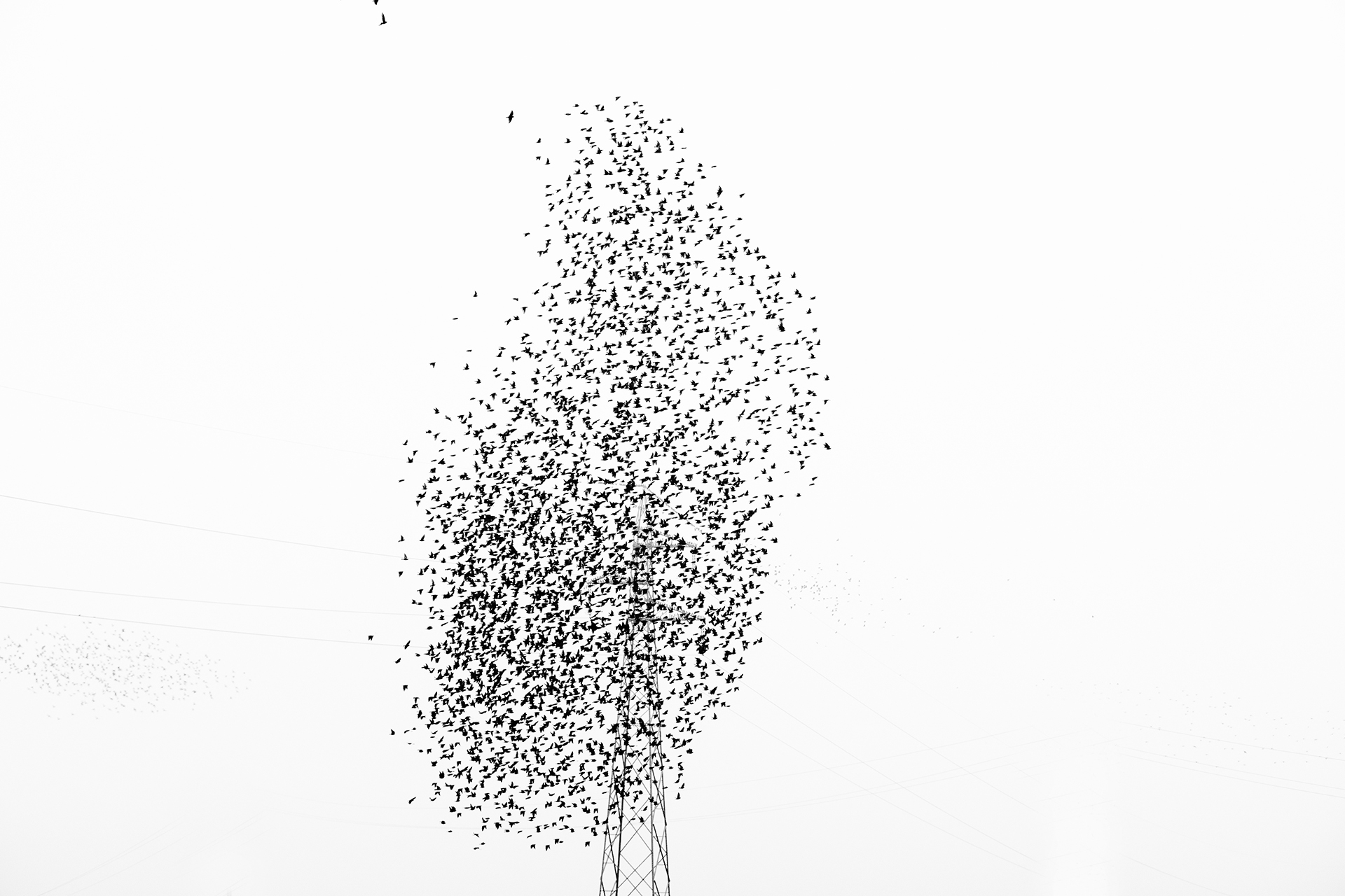 SECONDA
Foto n 25 RICCARDO COCCHI
 Una combinazione di casualit, illudono di vedere questo albero metallico, spettrale se vogliamo, lo stormo di uccelli, sembrano storni, in transito per il suo migrare, si raggruppano fino a formare una illusoria chiom