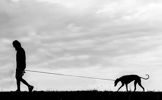 QUINTA ClassA

Foto n 17 
IDEAVISIVA ANTONELLO FANTACCINI
Luomo col suo cane, tutto in un controluce sereno ben fotografato, una passeggiata raccontata in uno scatto. La ripresa fatta dal basso esalta i due elementi che sembrano incedere con la stessa 