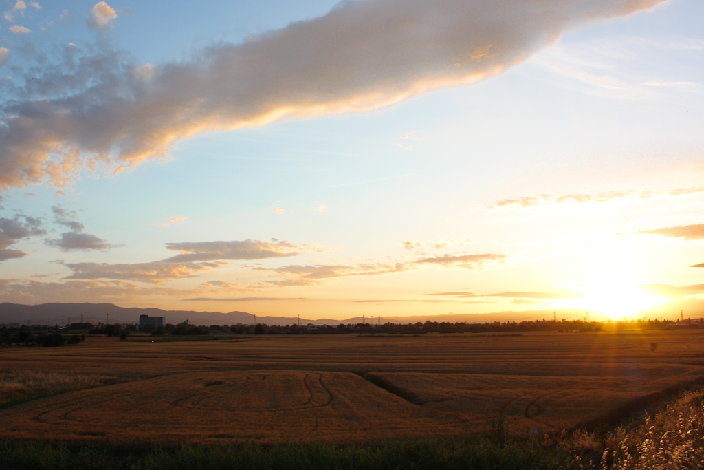 Campi di grano nella piana di Sesto Fiorentino (FI)