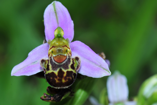 orchidea selvatica nel mio campo di  centimetri 2