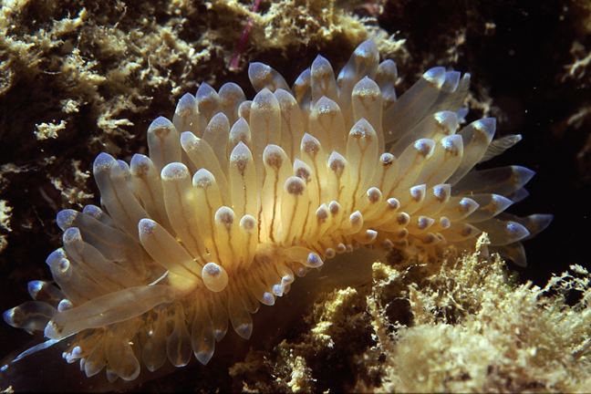 nudibranco