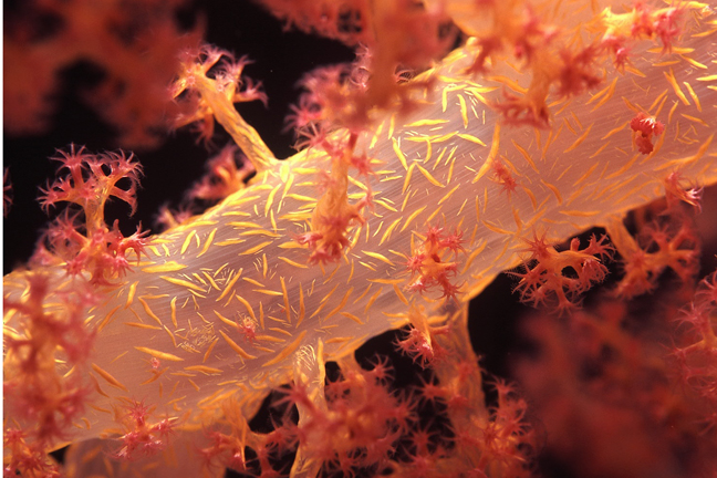 ramo di corallo molle tropicale (mar rosso)