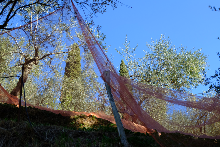 Da Pietrasanta a Monte Magno per la via Francigena