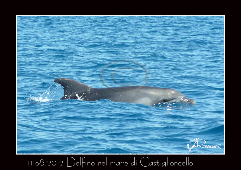 Castiglioncello -
Delfini a poca distanza dalla costa fra Quercianella e Castiglioncello 