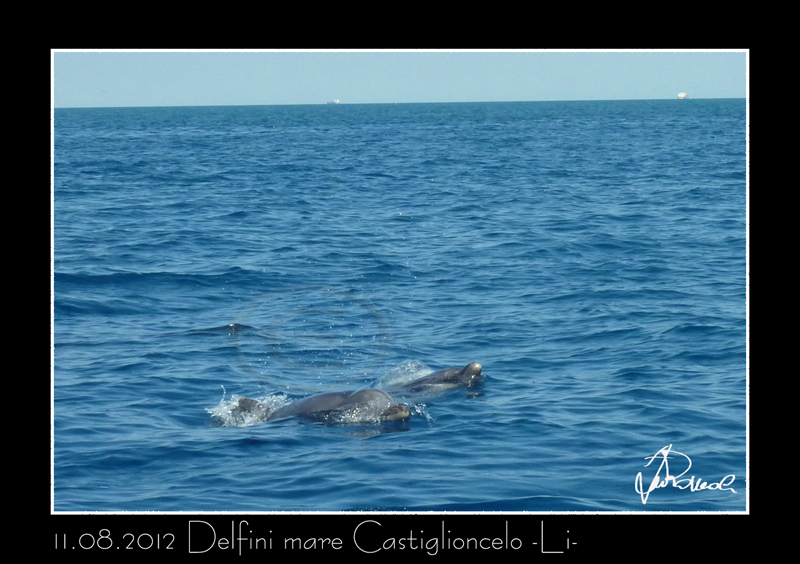 Castiglioncello 
Delfini che giocano a poca distanza dalla costa 