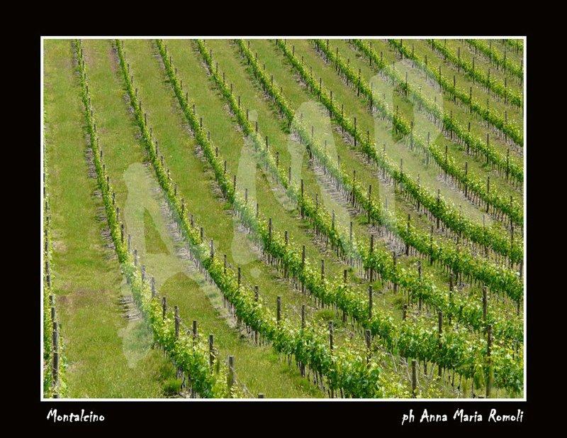 Montalcino- Siena