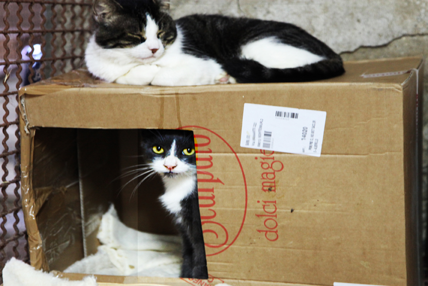 Gatti nella scatola casetta 