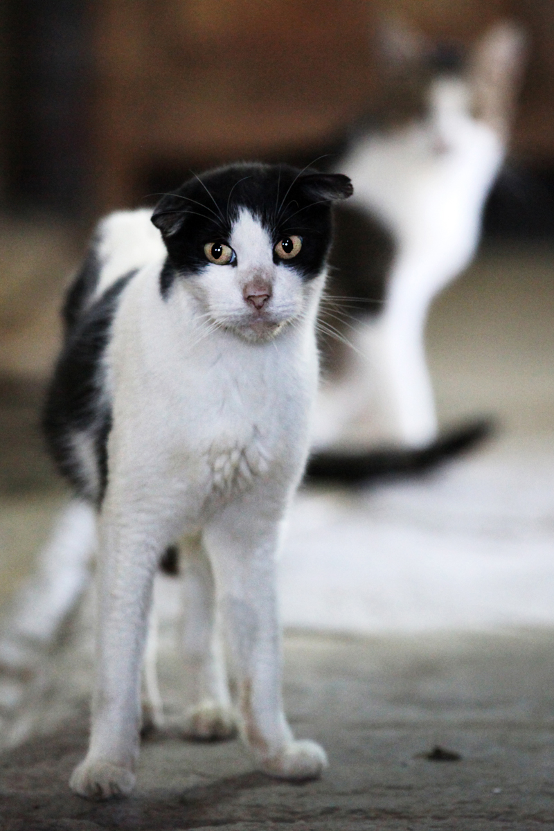 Gatto guardingo pronto all'assalto