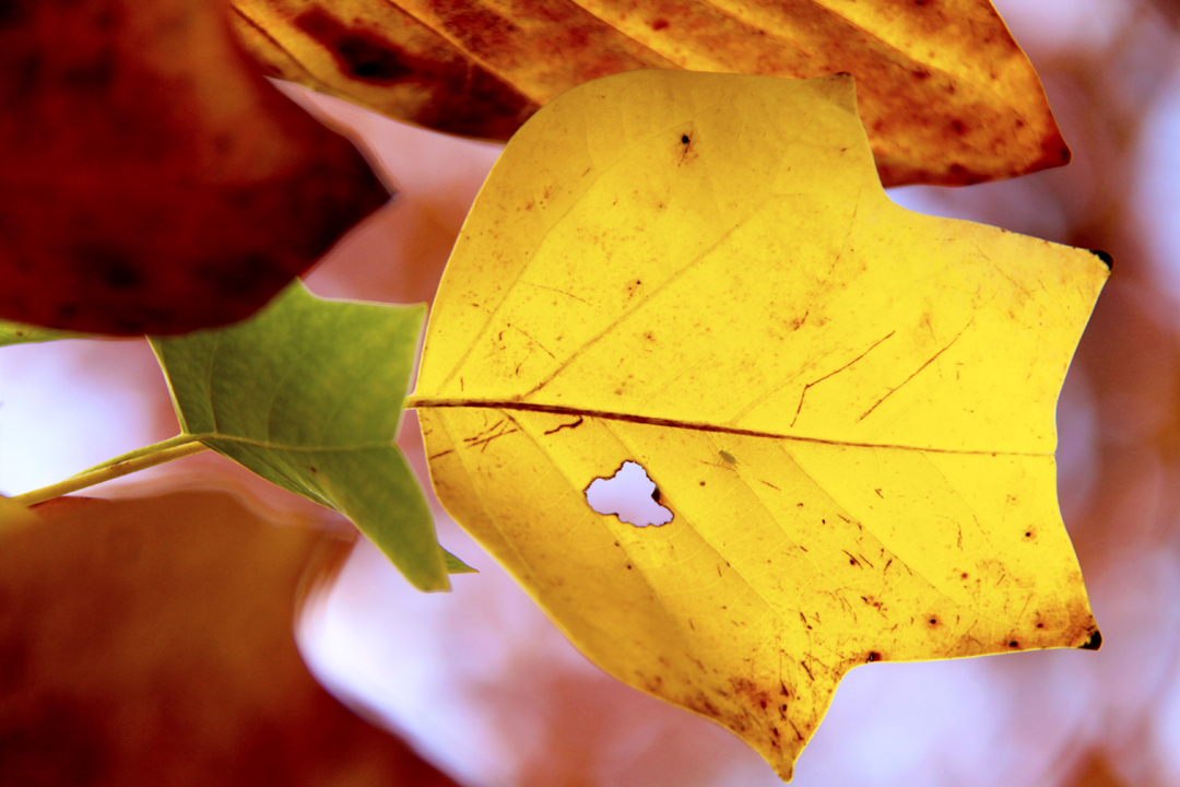 I colori dell'autunno 