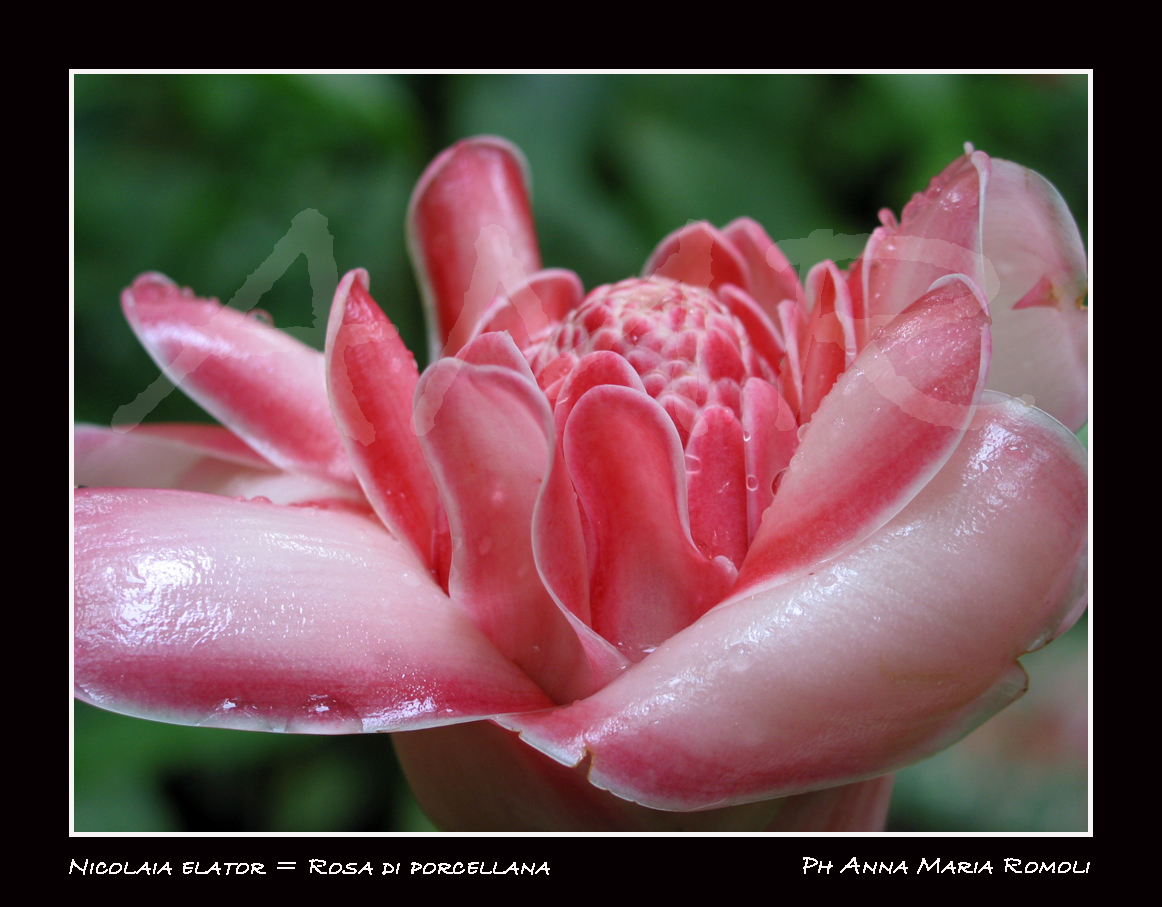 Nicolaia elatior = Rosa di porcellana 
Ravenala per quanto attiene classe, sottoclasse e ordine, della famiglia delle Zingiberaceae, appartiene al genere Nicolaia ed alla specie elatior. Conosciuta anche con il nome di Phaeomeria magnifica (sin. Amomum) 