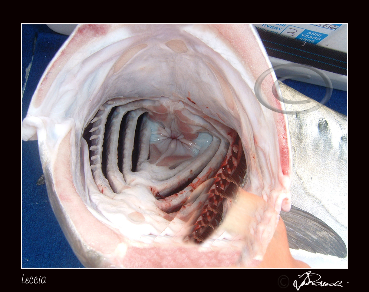 Leccia - (interno bocca)
Lichia amia, conosciuto comunemente come Leccia,  un pesce d'acqua salata appartenente alla famiglia Carangidae.
Questo carangide si incontra in tutto il mar Mediterraneo e nell'Atlantico orientale tra il Golfo di Guascogna e le 