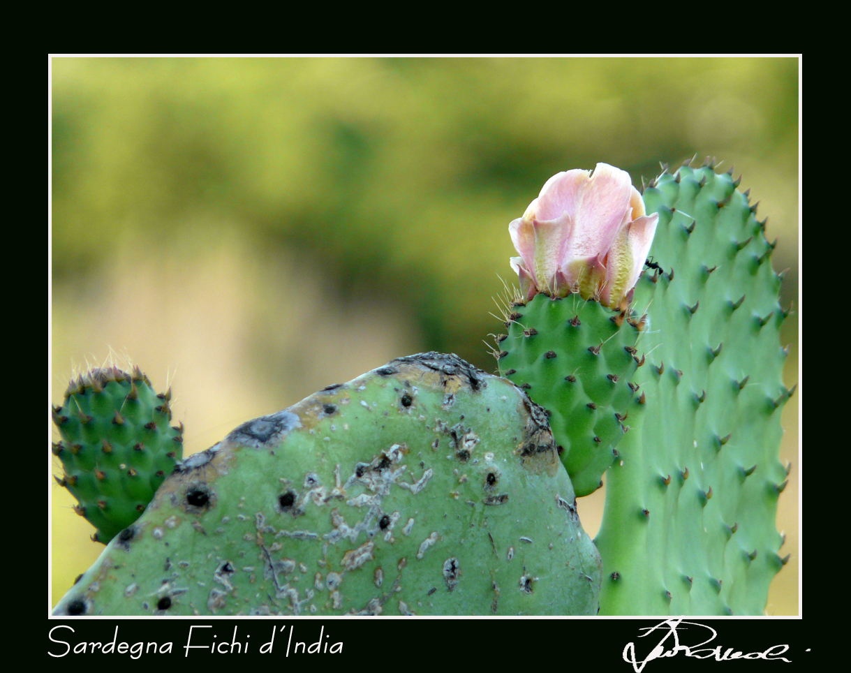 Sardegna fico d'India con fiore 