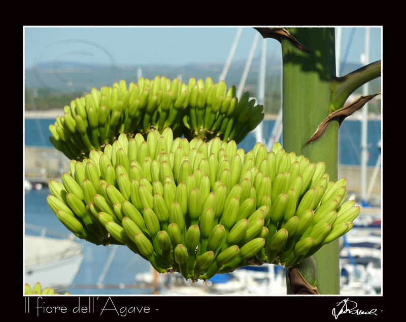 Il fiore dell'Agave 