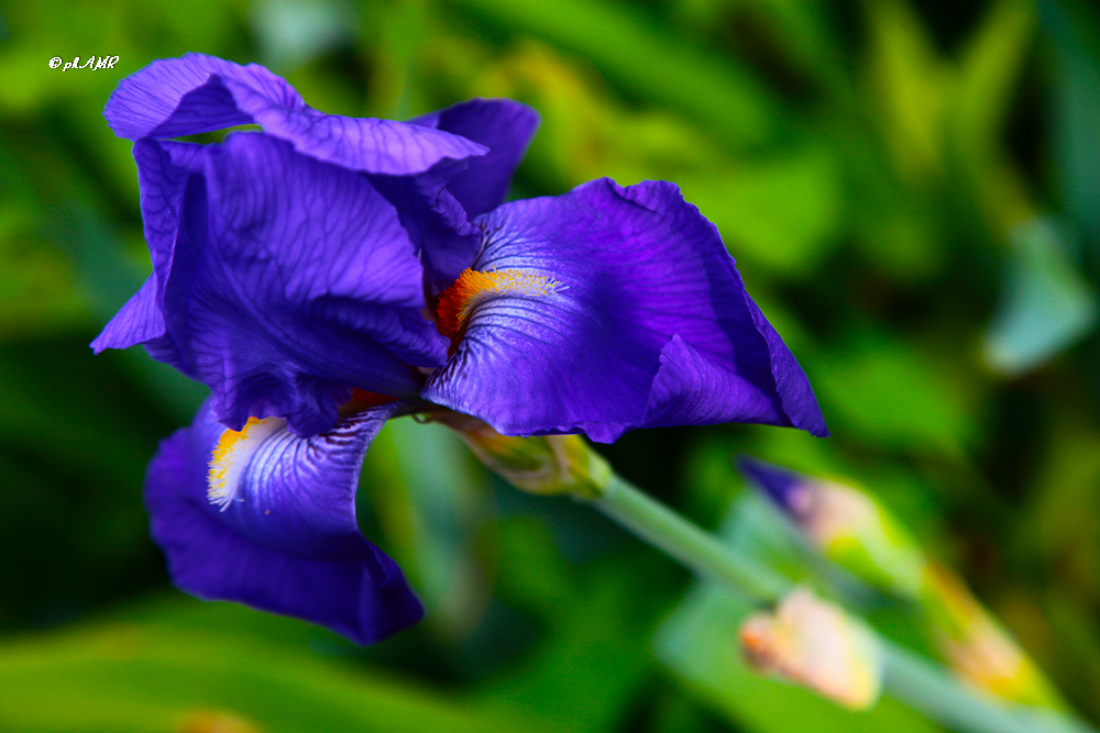 Iris 