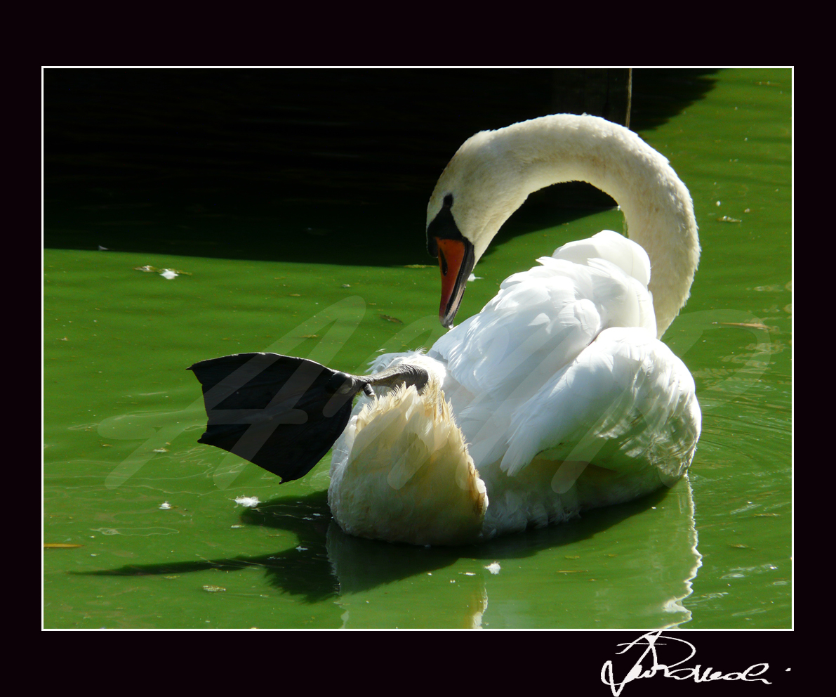 Cecina -Livorno - Parco Gallorose  - Cigno 