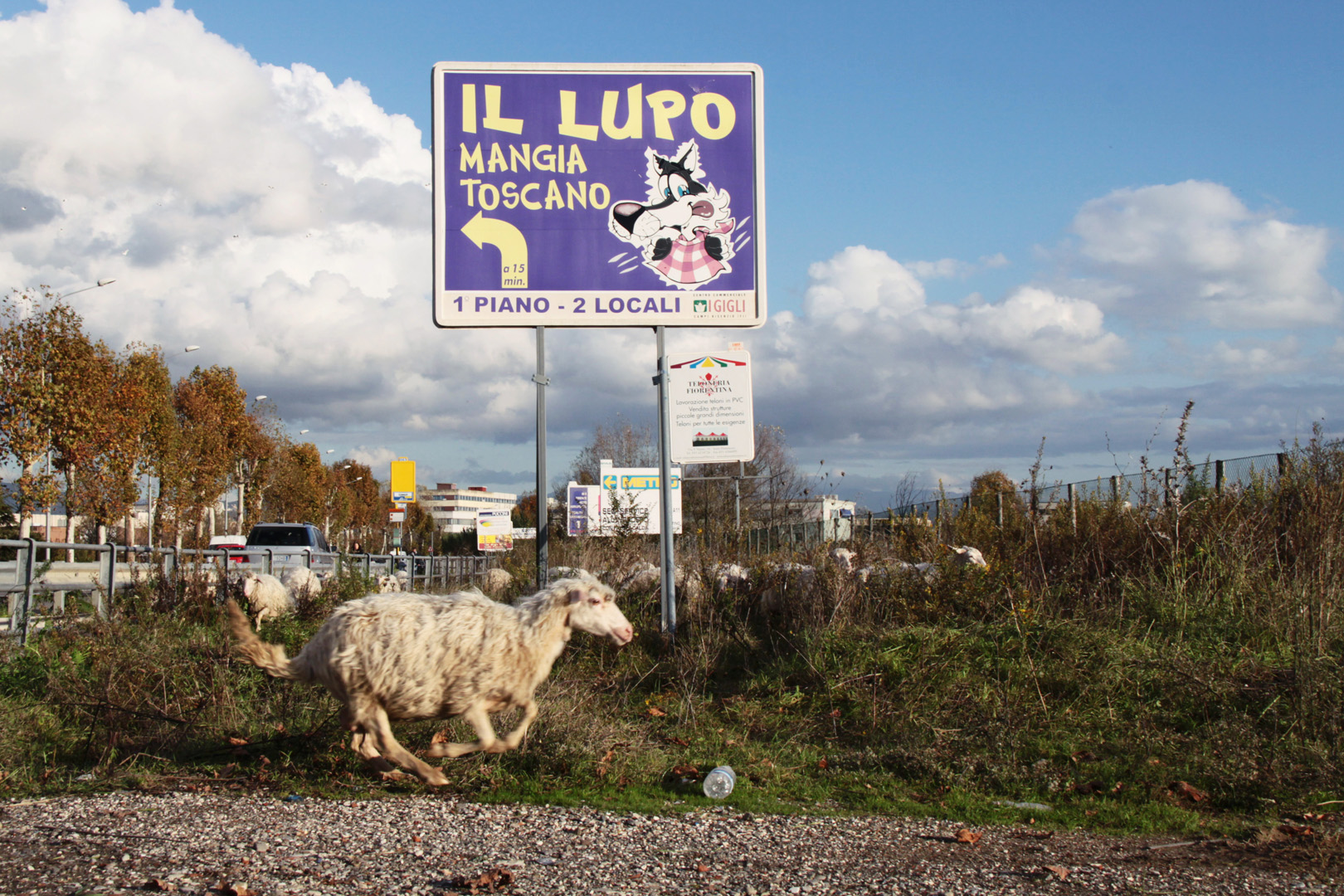 Fi- Osmannoro -
La pecorella scappa alla vista del Lupo 