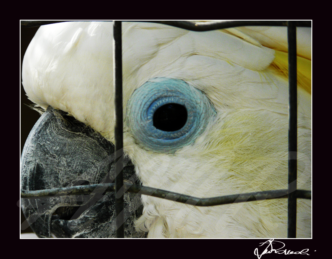 Cecina - Livorno - Parco Gallorose  - Cacatua ciuffo giallo 