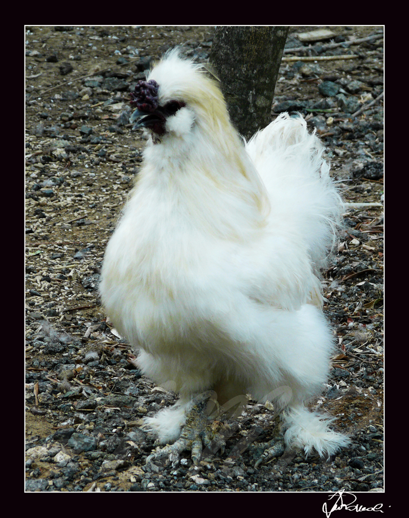 Cecina - Livorno - Parco Gallorose - Pollo Moroseta