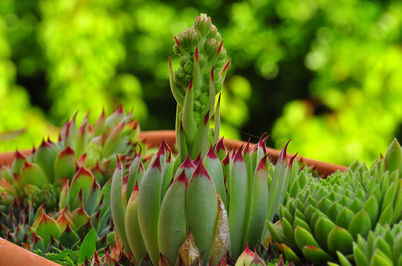 8     
 gramigni Bella la natura e il verde